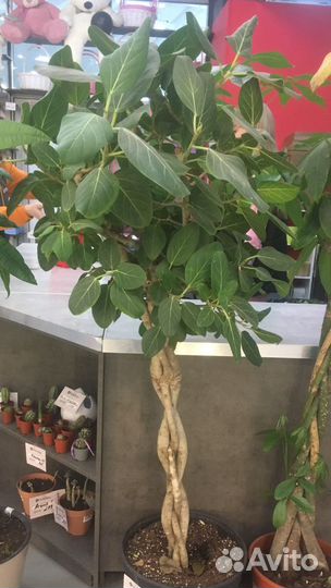 Фикус Бенгальский