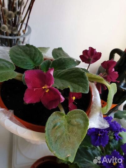 Глоксиния листики, фиалки листики
