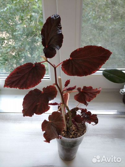 Комнатные растения по