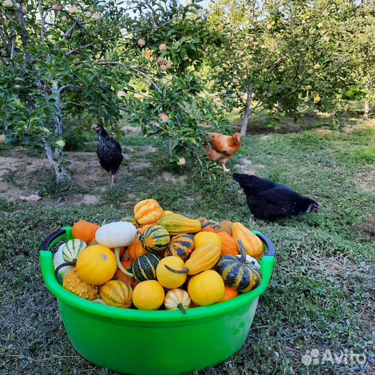 Декоративная тыква-малютка Хеллоуин