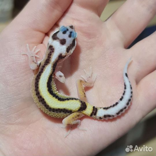 Пятнистые эублефары, гекконы