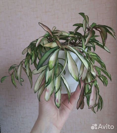 Хойя Кентиана вариегатная