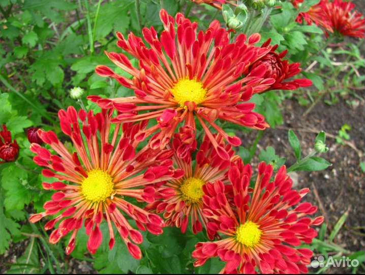 Живучка Сирень карликовая Стефанандра