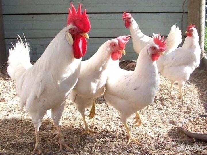 Куры Несушки, Бесплатная доставка