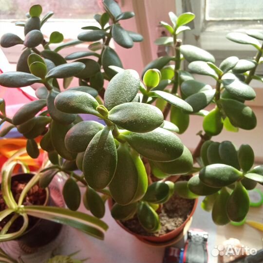 Различные зелёные полезные растения