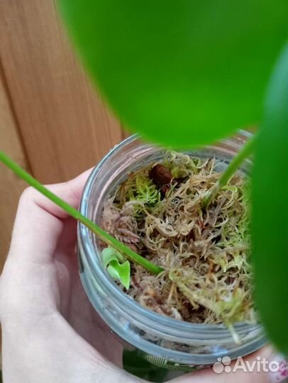 Комнатные растения