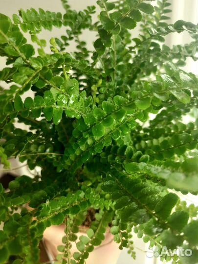 Папоротник нефролепис Даффи