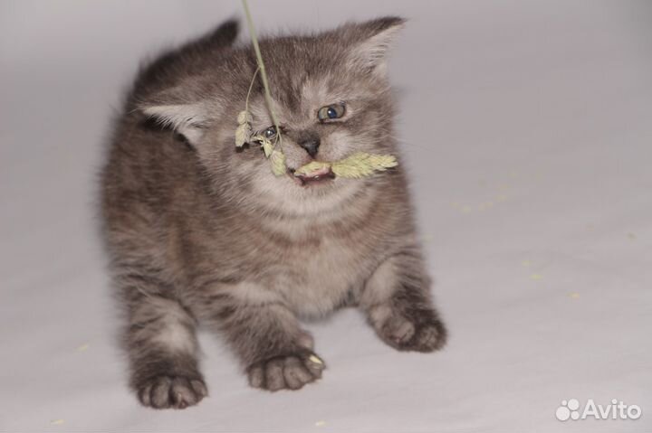 Вязка британца