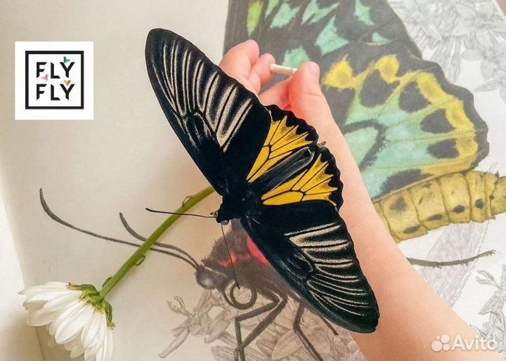 Ферма бабочек. Бабочкарий на 5 куколок с Тройдесом