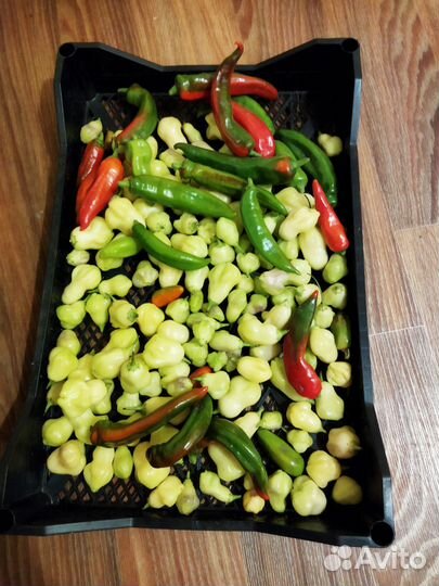 Семена острых перцев. Халапенью и ещё 2 вида