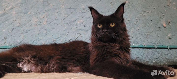 Котята мейн-кун