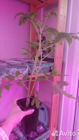 Рассада томатов и перцев