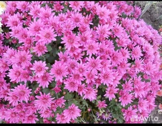 Хризантемы мультифлора