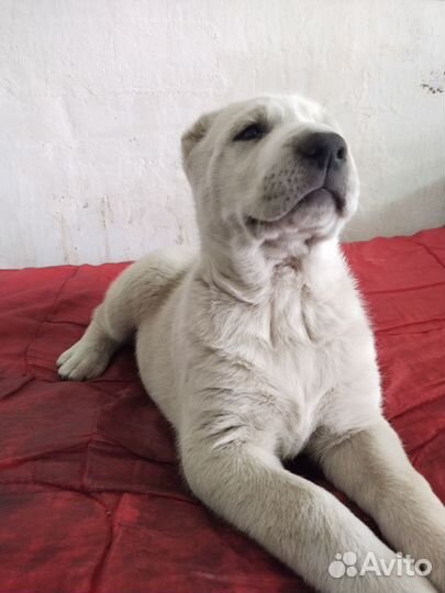 Щенки алабая