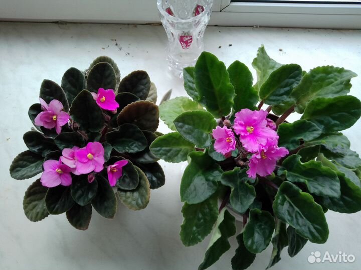 Фиалки цветущие в горшке