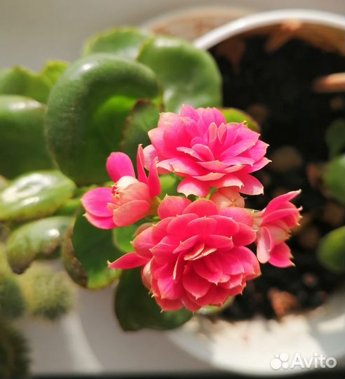 Каланхоэ махровый каландива