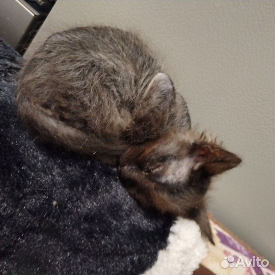 Котята смесь