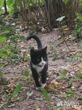 Котенок на улице, совсем один