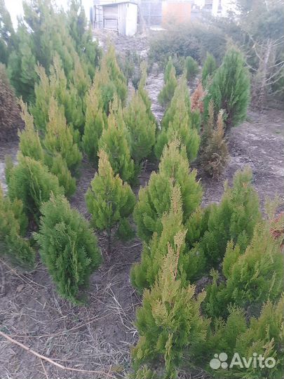 Туя можжевельник