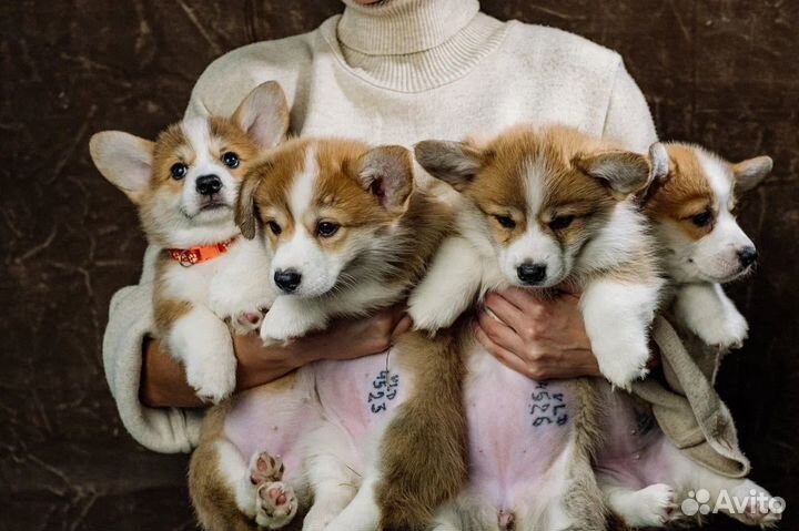 Вельш-корги пемброк