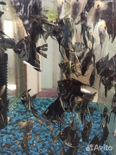 Аквариумные рыбки