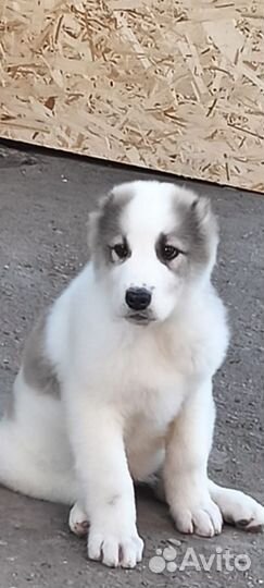 Среднеазиатская овчарка алабай щенки