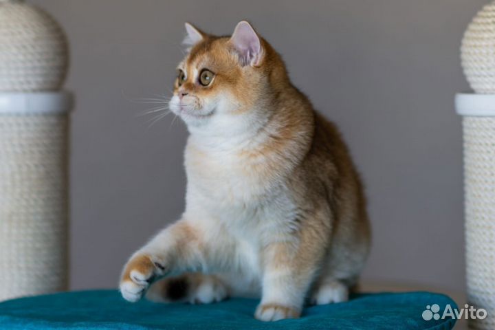 Британская золотая шиншилла ny 11