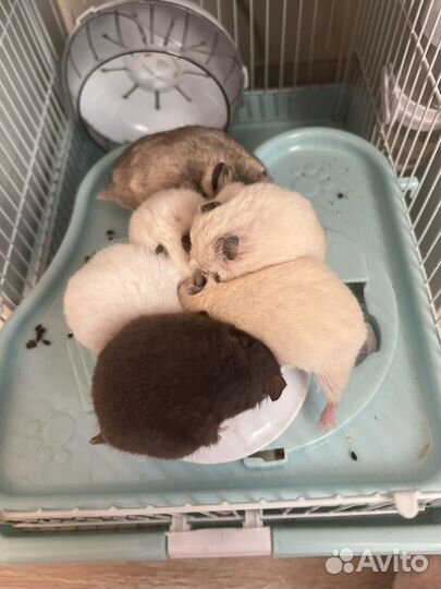 Сирийский хомяк с клеткой