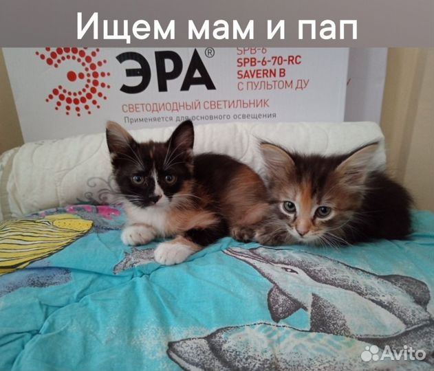 Кошка в добрые руки