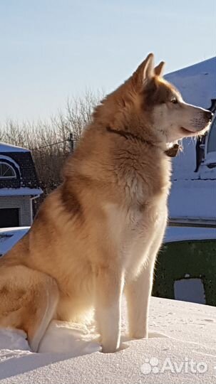 Кобель для вязки