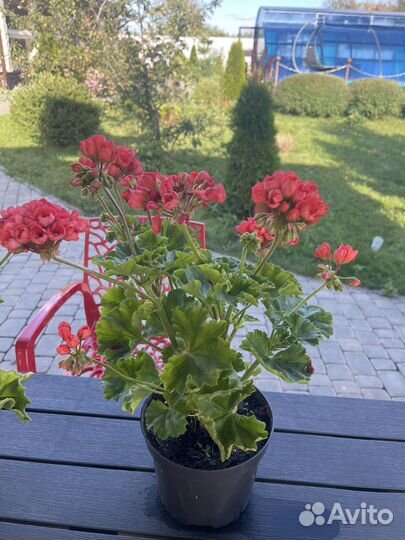 Пеларгония герань Red Pandora