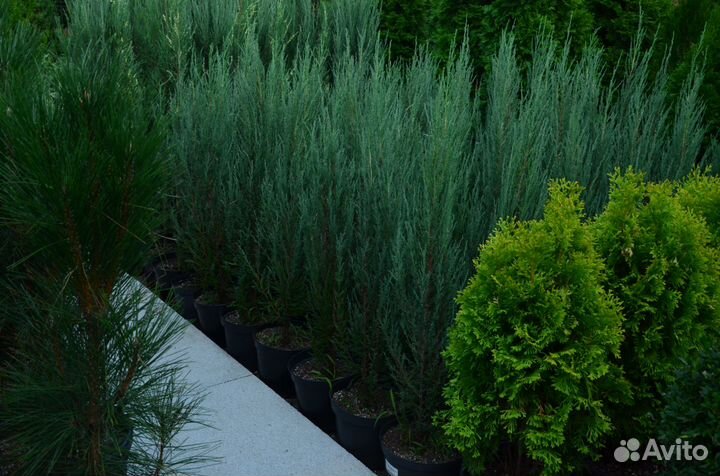 Можжевельник скальный блю эрроу укорененный