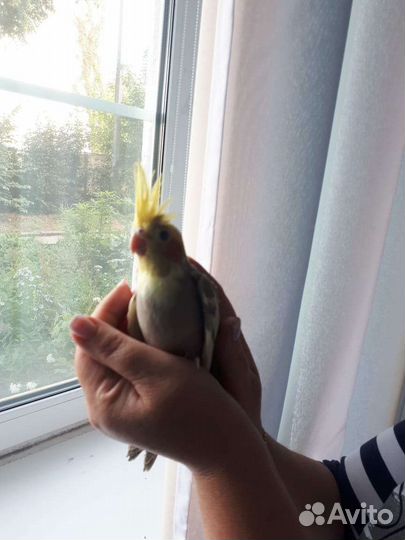 Попугай карелла