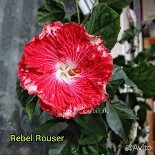 Гибискус Rebel Rouser