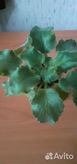 Фиалки детки