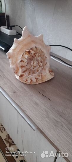Продаётся ракушка