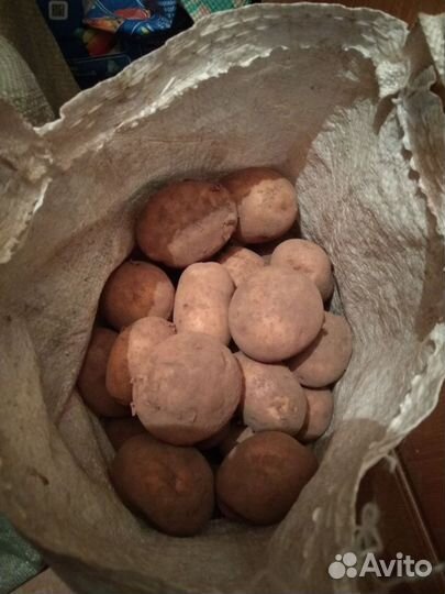 Картофель на еду крупный