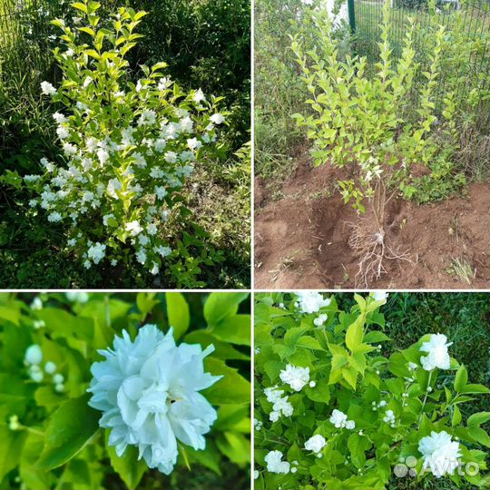 Роза, шиповник, злаки и др. саженцы