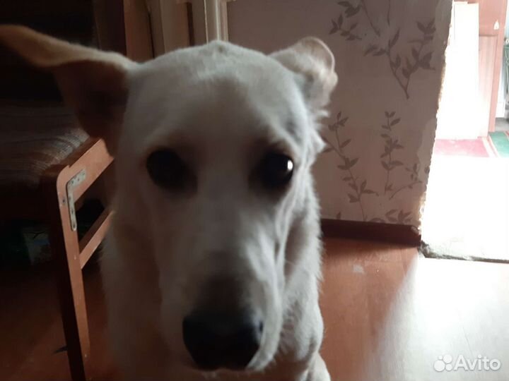 Отдам собаку в хорошие руки