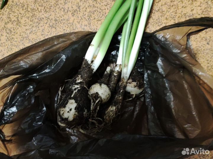 Эухарис амазонская лилия