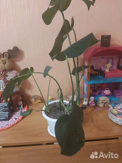 Комнатные растения