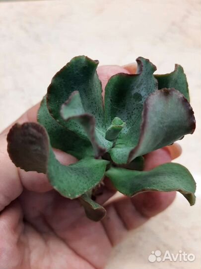 Красула Рубра денежное дерево 1500