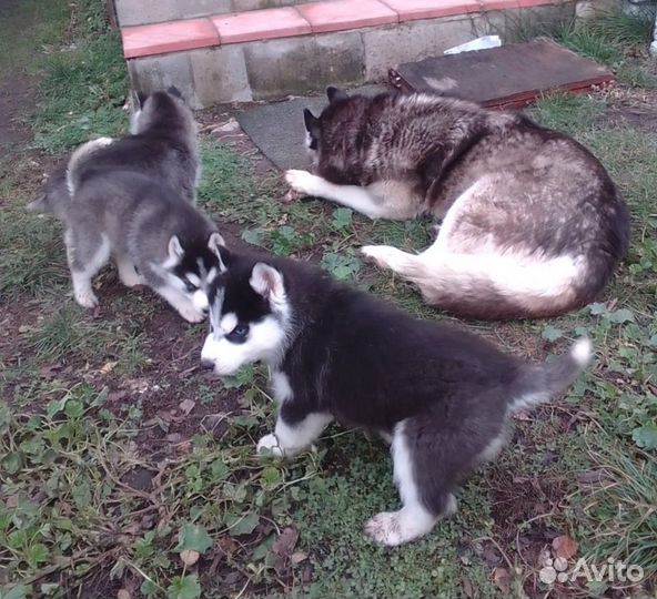 Щенки Хаски девочки