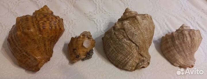 Морские ракушки раковины