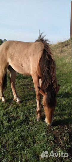 Лошадь кобыла