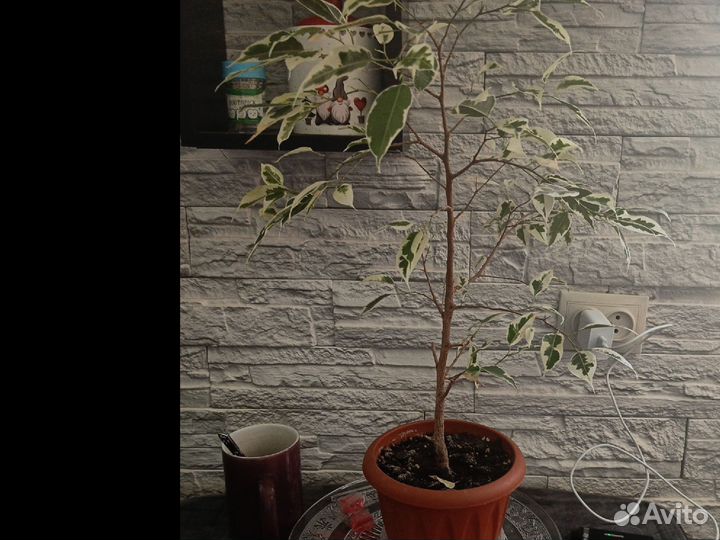 Фикус бенджамина пестролистный