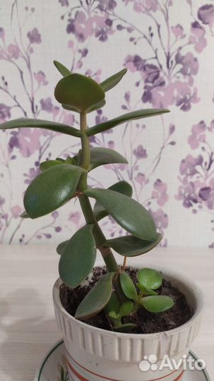 Денежное дерево толстянка крассула