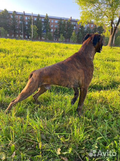 Немецкий боксер