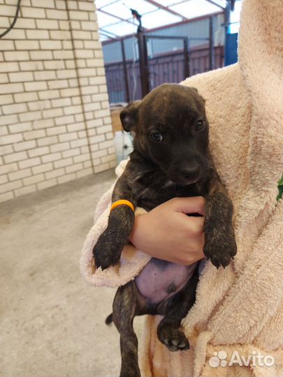 Щенок в добрые руки