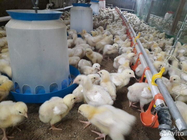 Цыплята: бройлеров. Спецкорма